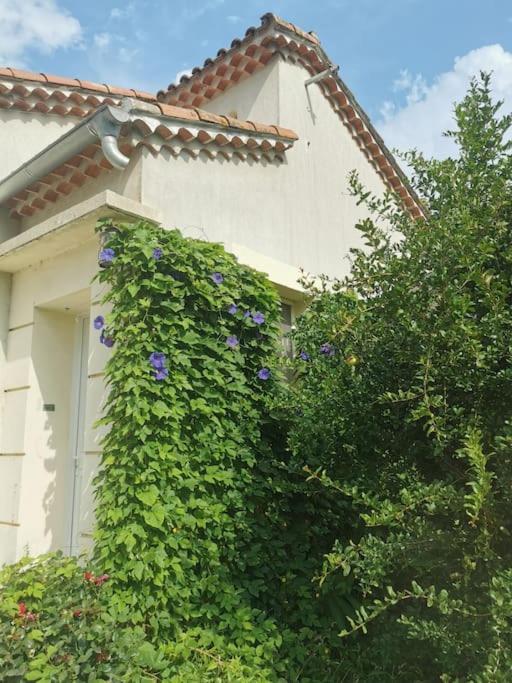 Maison Avec Piscine Dans Village Provencal. Courthézon Esterno foto